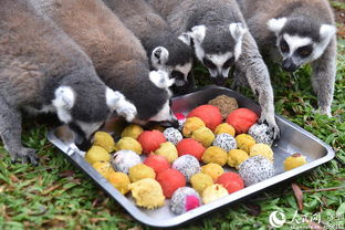 深圳野生動物園的“特別菜單” 特色湯圓，讓動物們過個溫馨元宵節