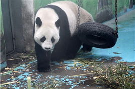 中國政協委員聚焦動物飼養規范，推動生態文明建設與畜牧業高質量發展