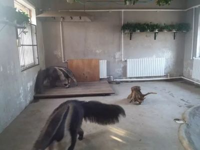 大冷天，天津動(dòng)物園動(dòng)物沒(méi)秋褲怎么過(guò)？第一個(gè)就能讓你笑哭了！